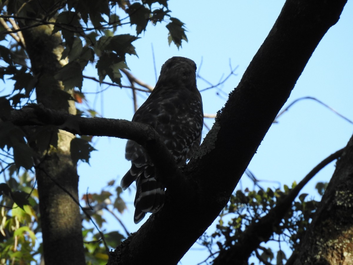 Red-shouldered Hawk - ML641579240
