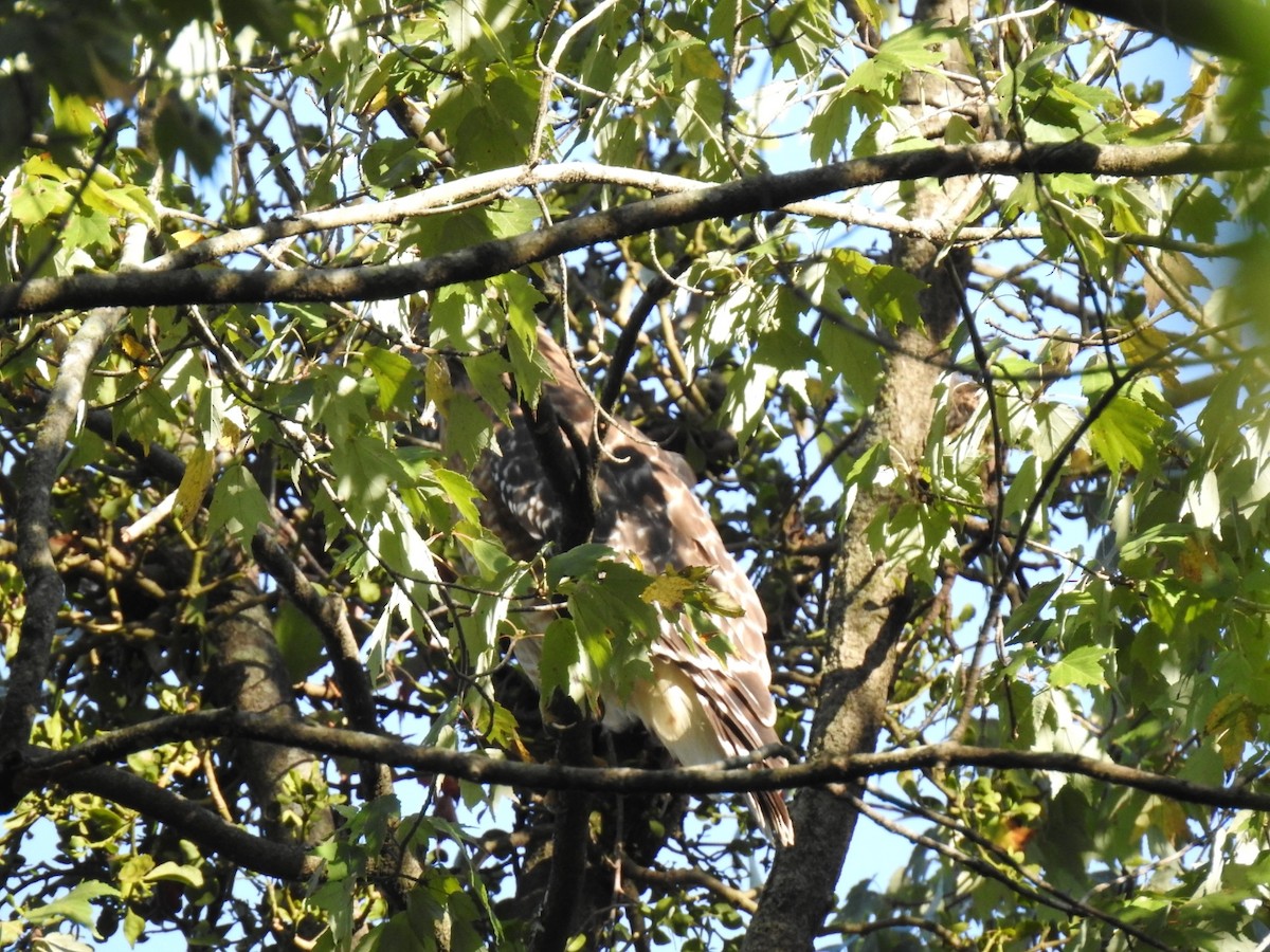 Red-shouldered Hawk - ML641579241