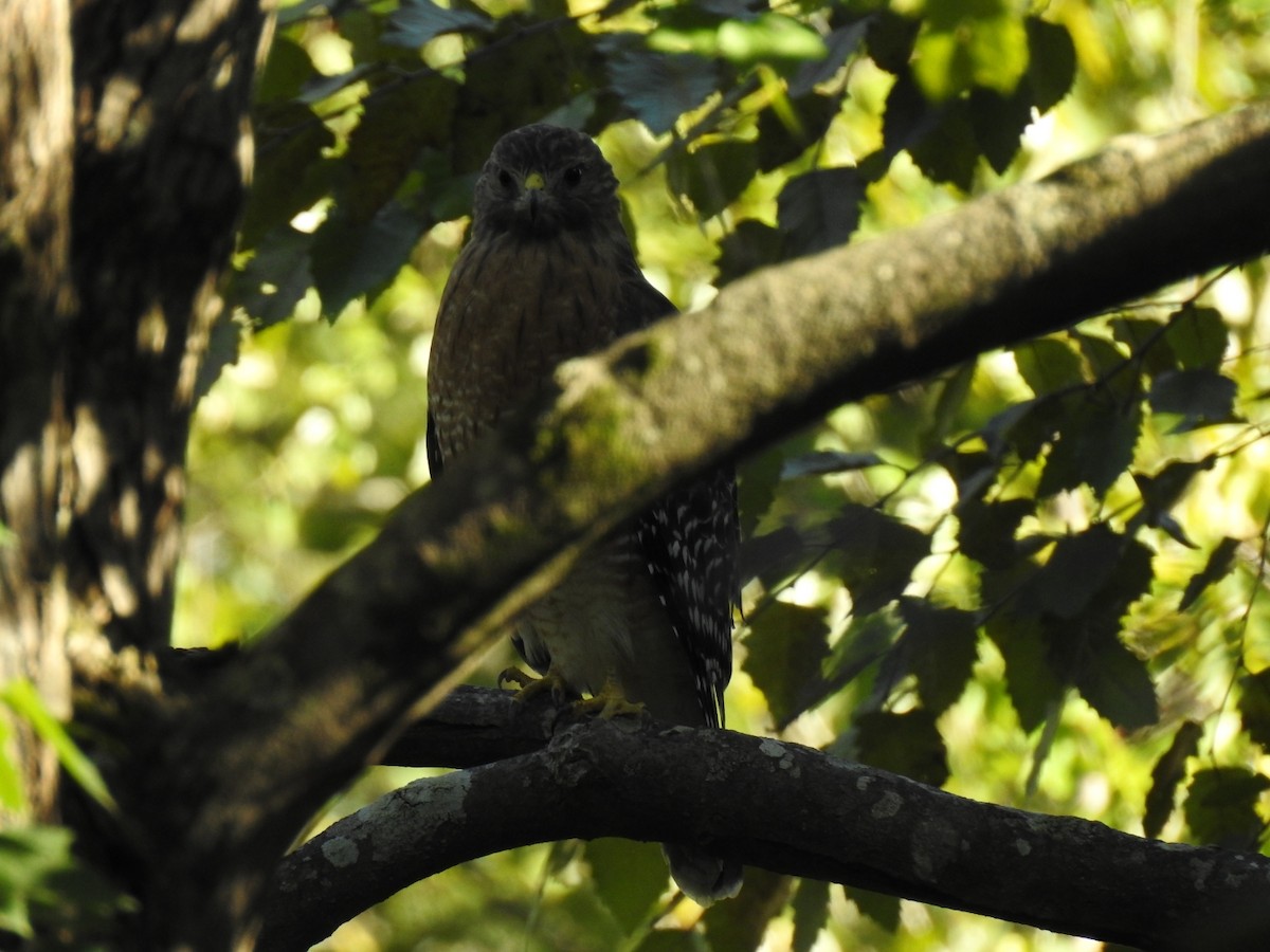 Red-shouldered Hawk - ML641579242