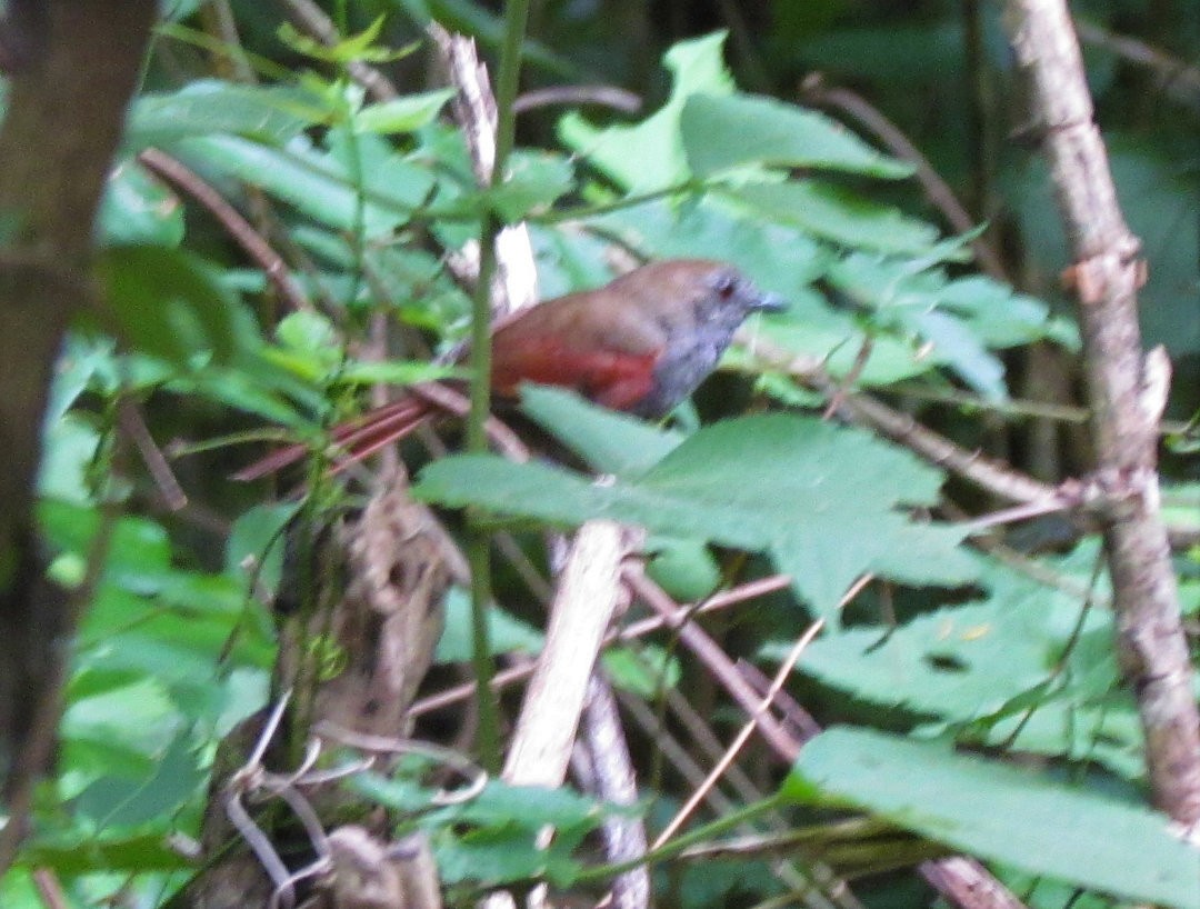 Gray-bellied Spinetail - Rodrigo de Lima Verdade