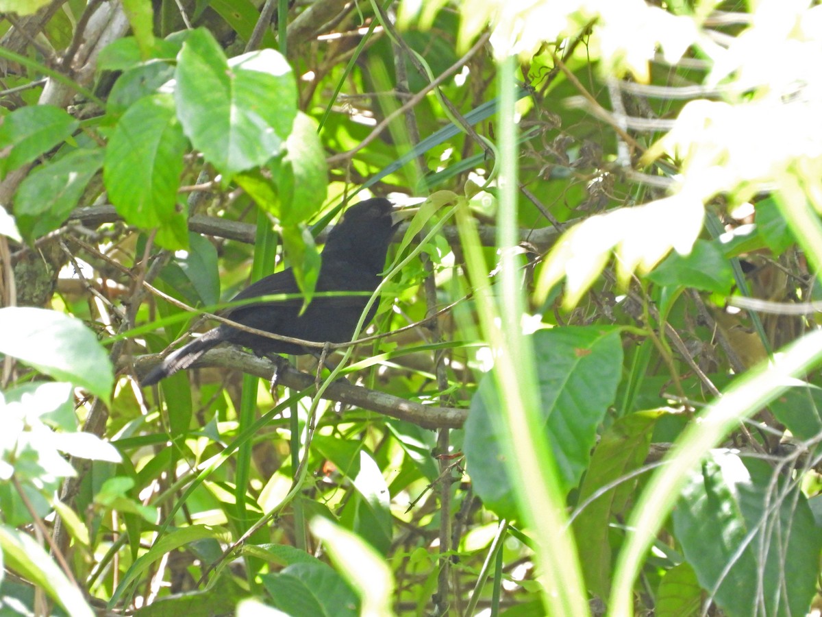 Solitary Black Cacique - ML641579246