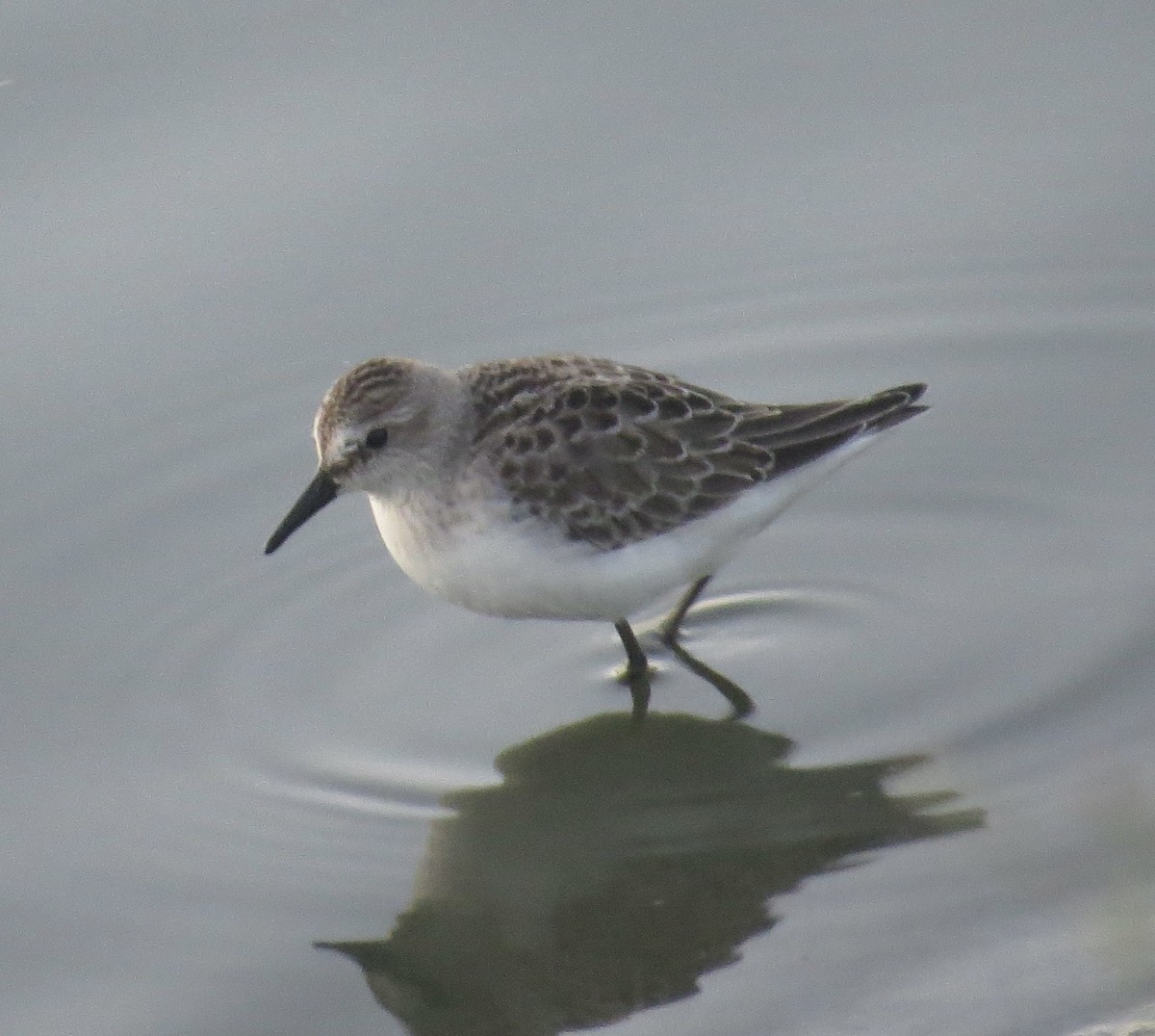 Semipalmated Sandpiper - ML641579272
