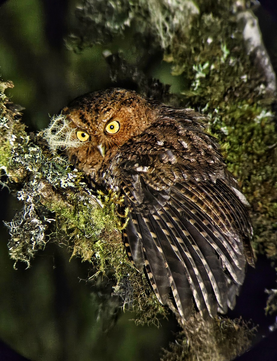 Bare-shanked Screech-Owl - ML641579276