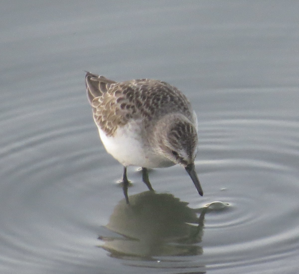 Semipalmated Sandpiper - ML641579277