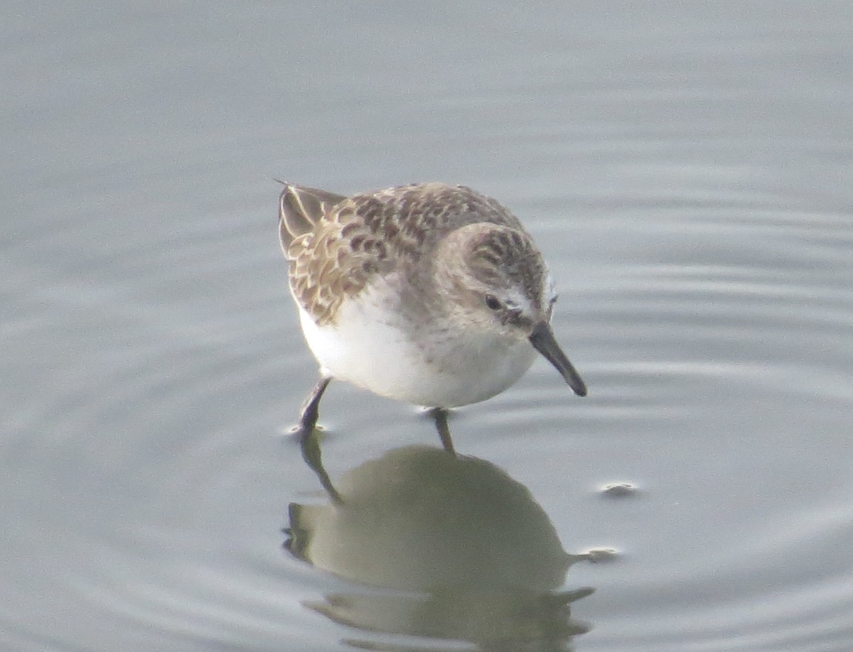 Semipalmated Sandpiper - ML641579285