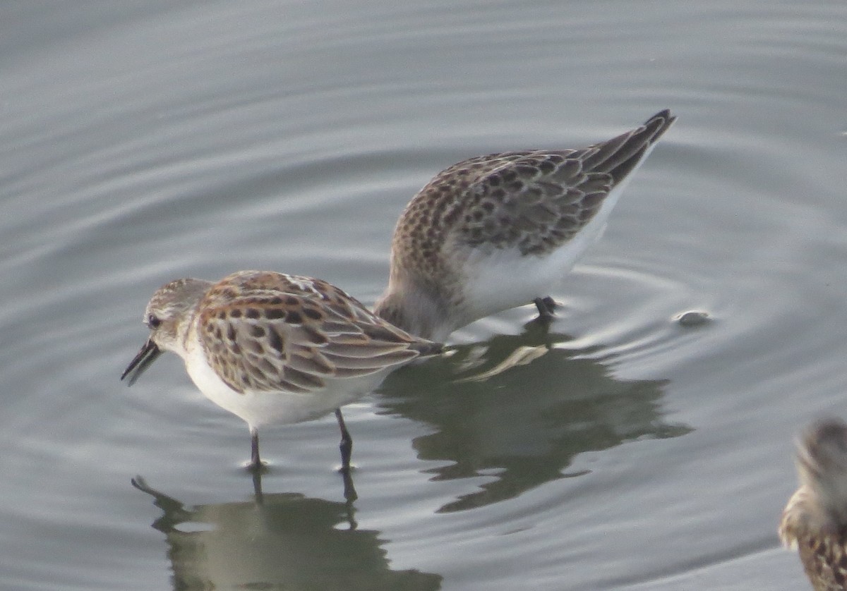 Semipalmated Sandpiper - ML641579295