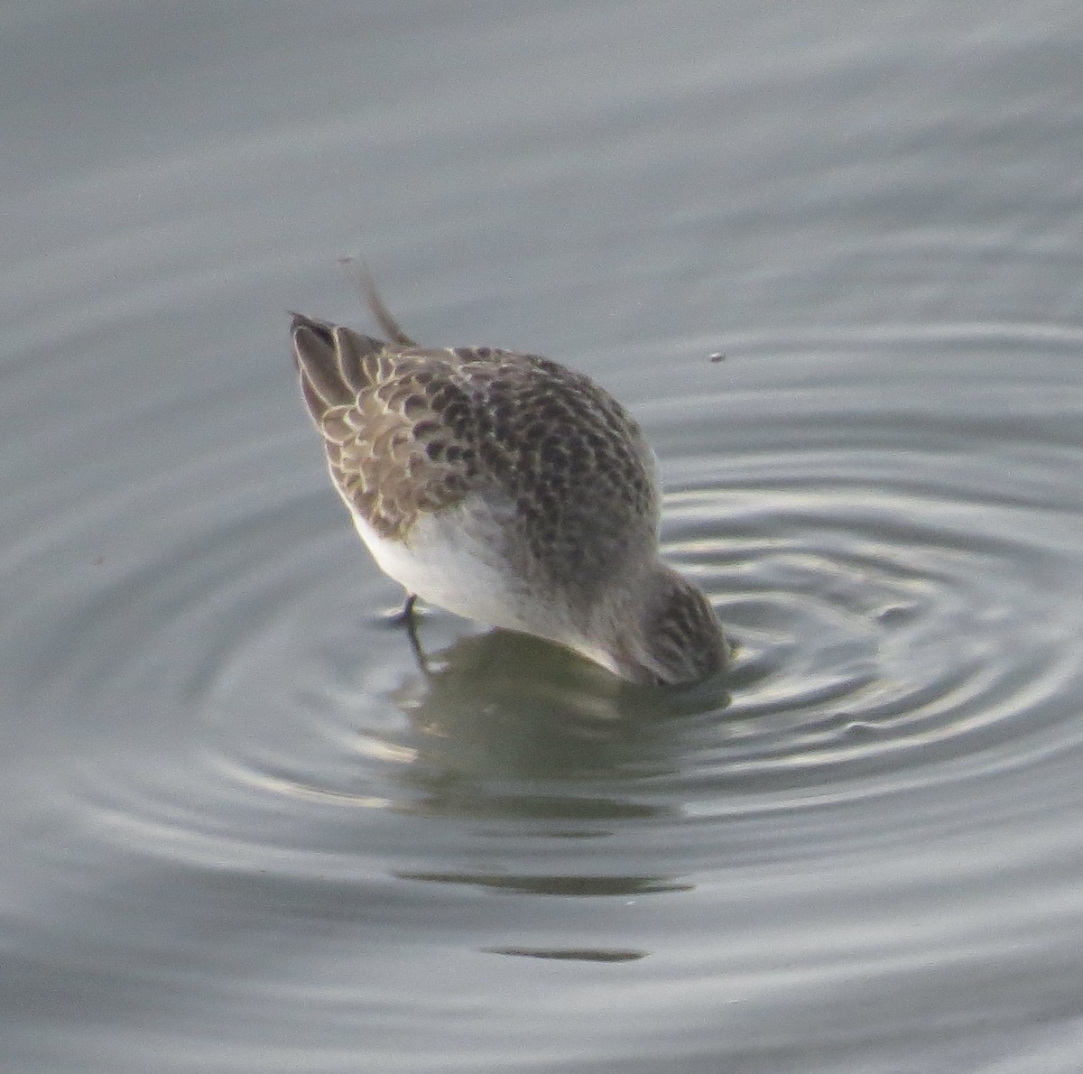Semipalmated Sandpiper - ML641579299