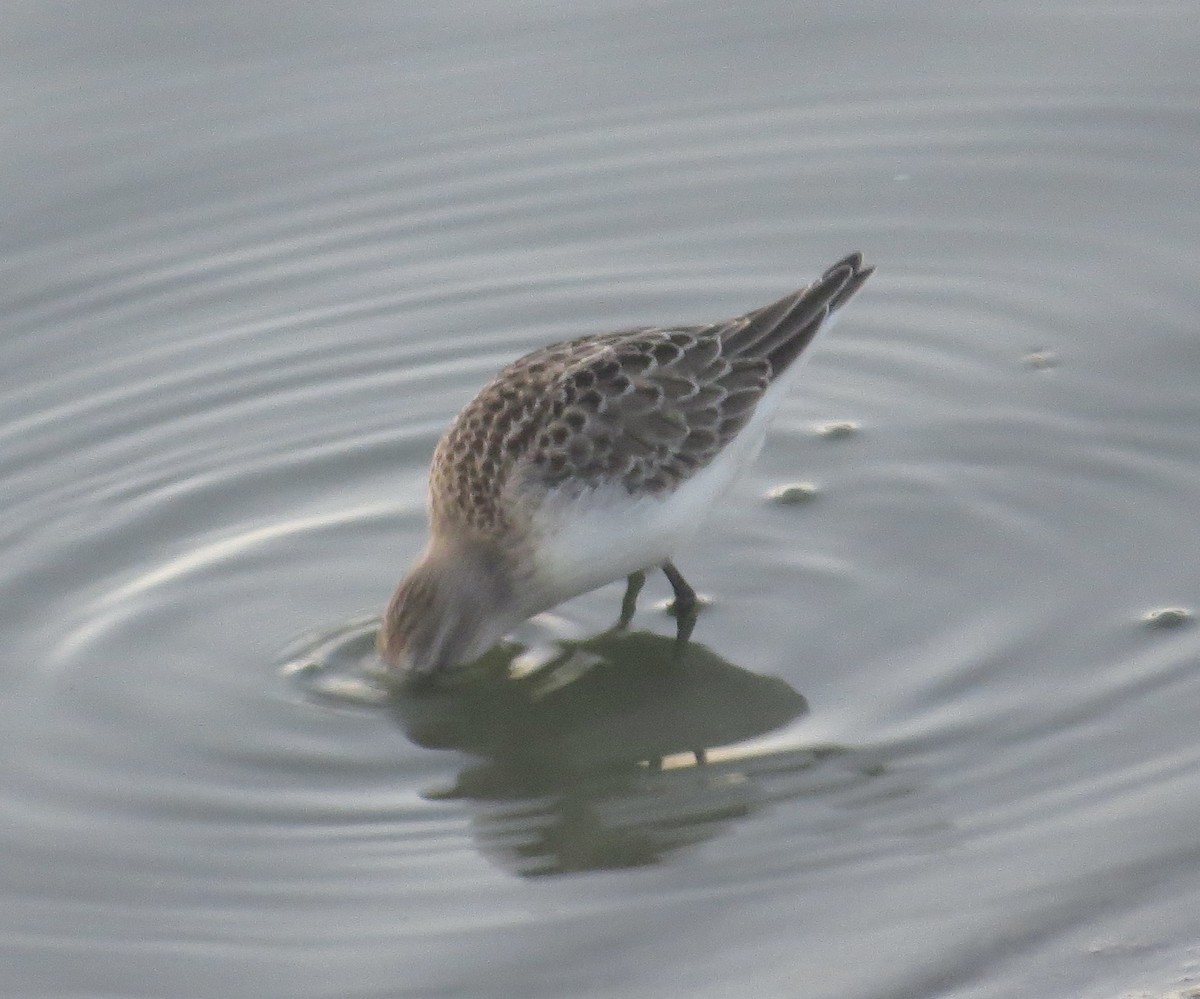 Semipalmated Sandpiper - ML641579308
