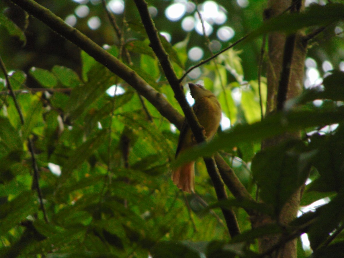 Tropical Royal Flycatcher - ML641579310