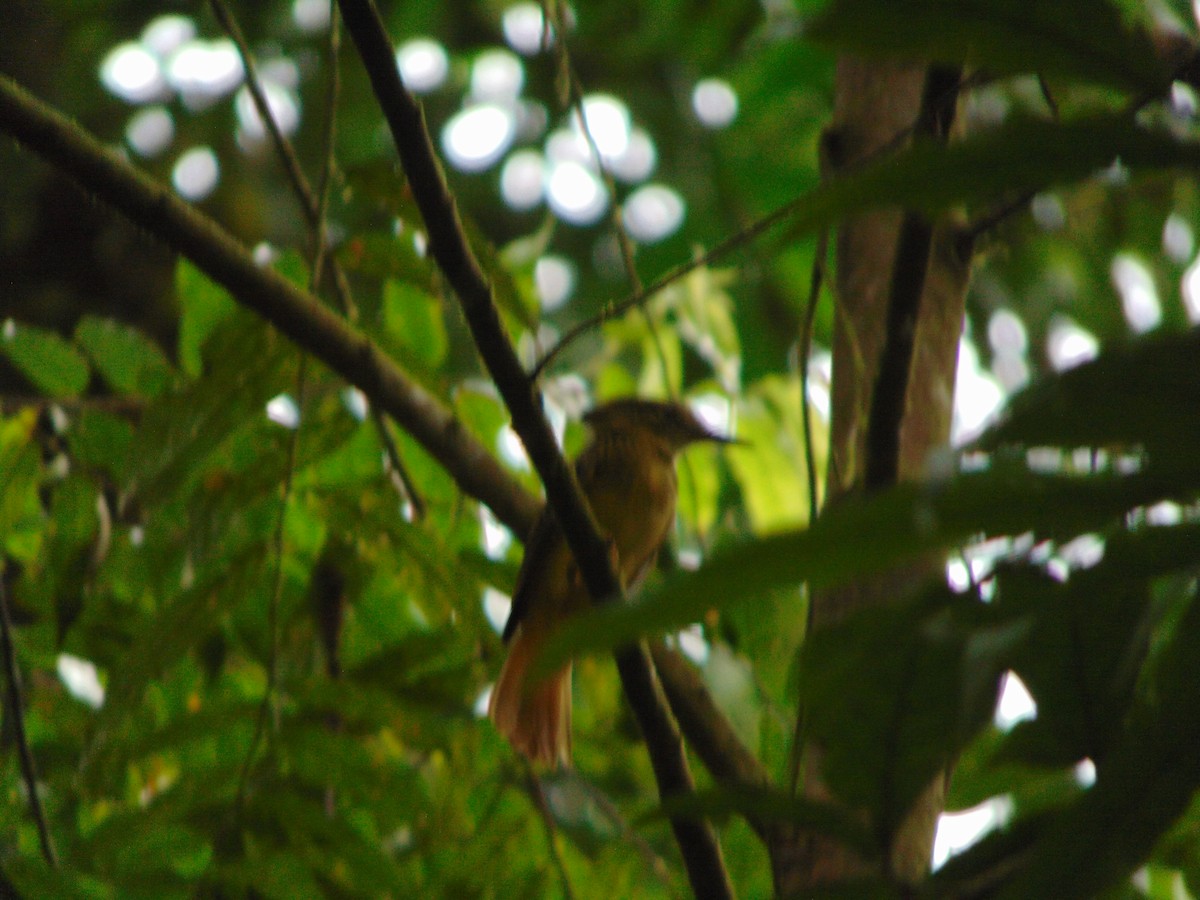 Tropical Royal Flycatcher - ML641579311