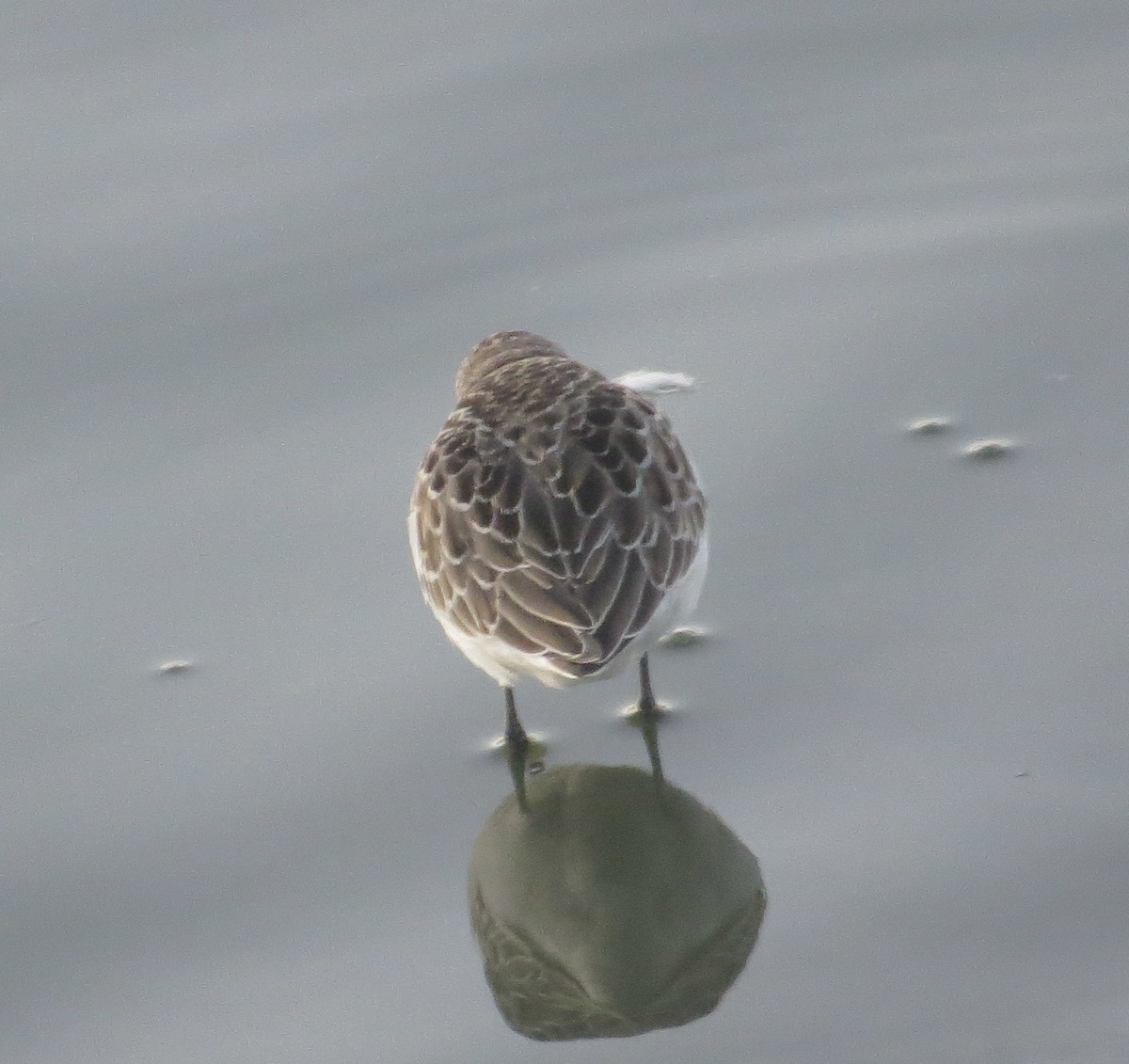 Semipalmated Sandpiper - ML641579313