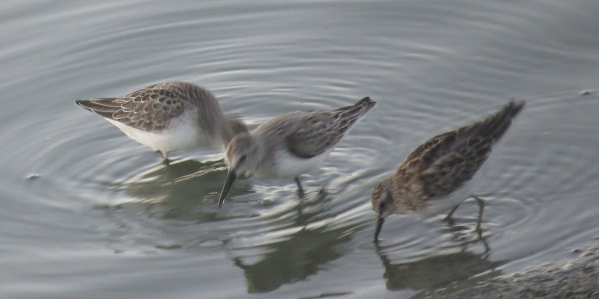 Semipalmated Sandpiper - ML641579321