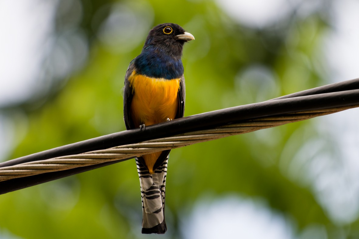 Gartered Trogon - ML641579323