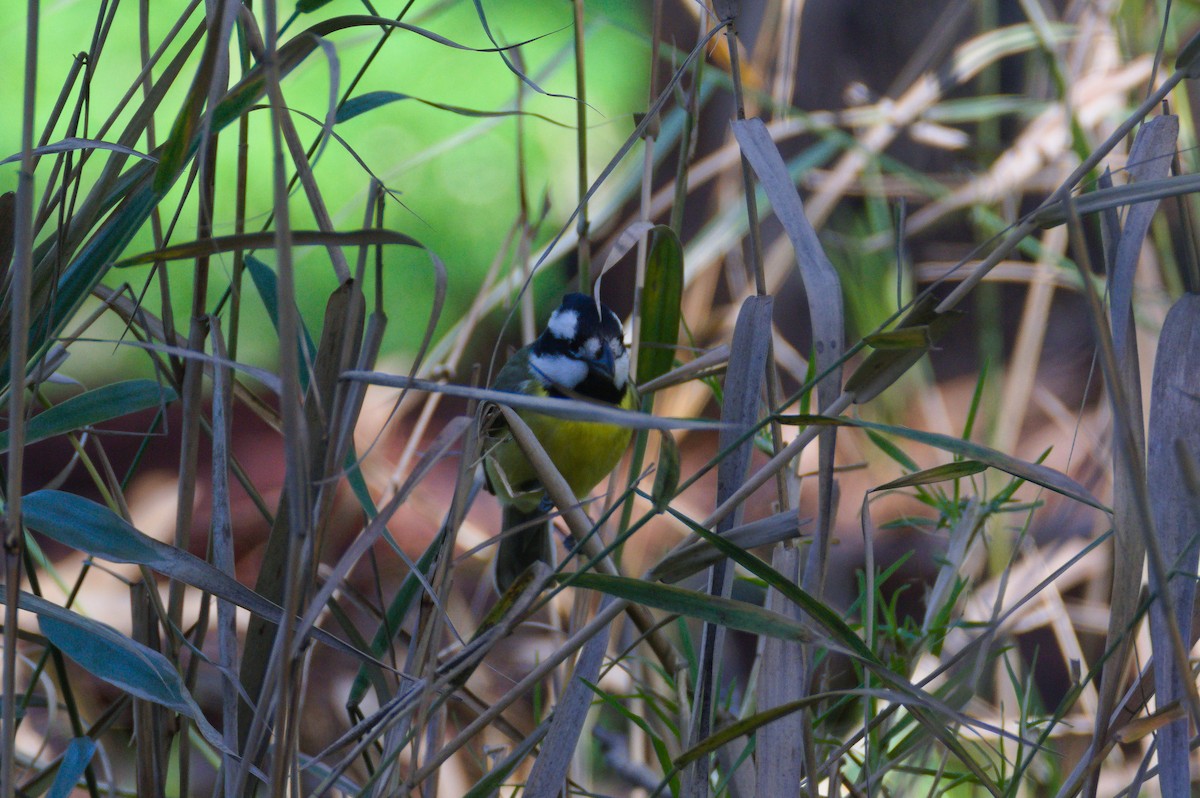 Eastern Shrike-tit - ML641579327