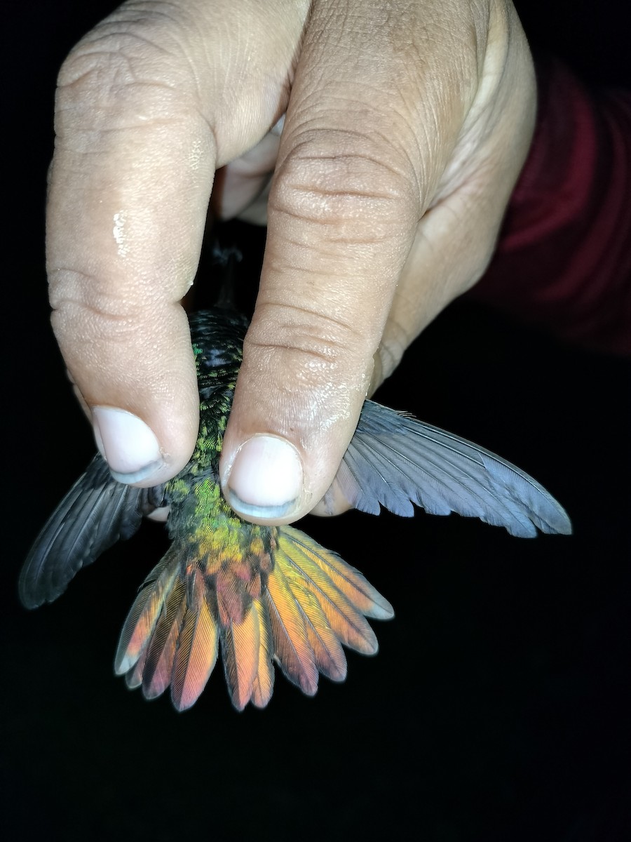 Golden-tailed Sapphire - ML641579355