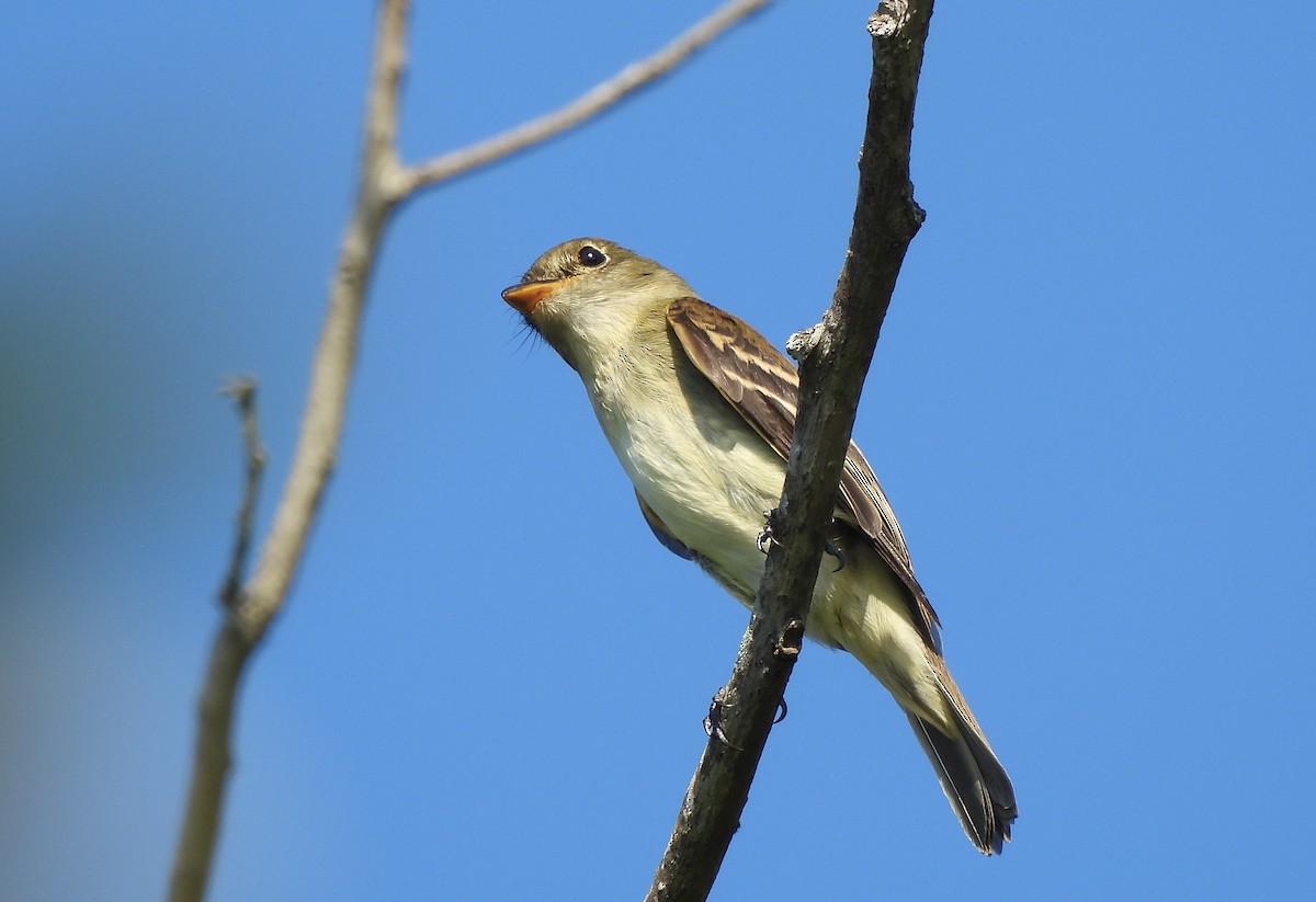 tyranovec olšový - ML641579437