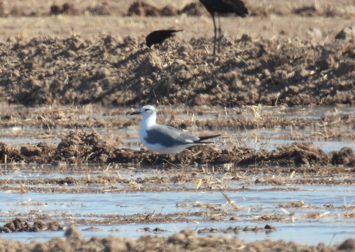 Laughing Gull - ML641579447