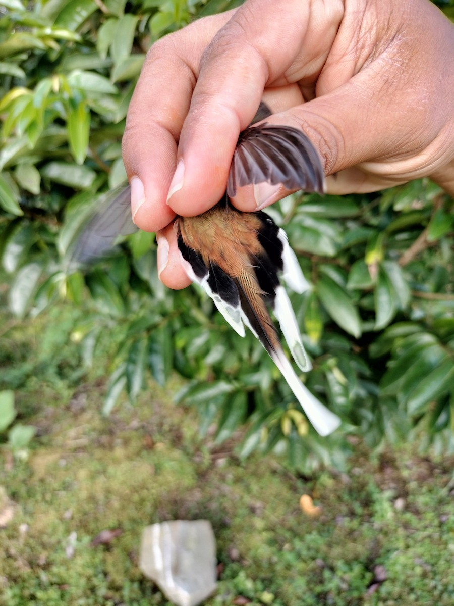 Sooty-capped Hermit - ML641579554