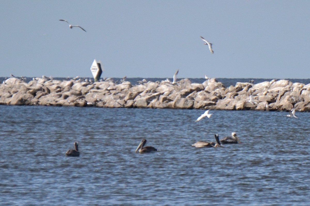 Brown Pelican - ML641579623