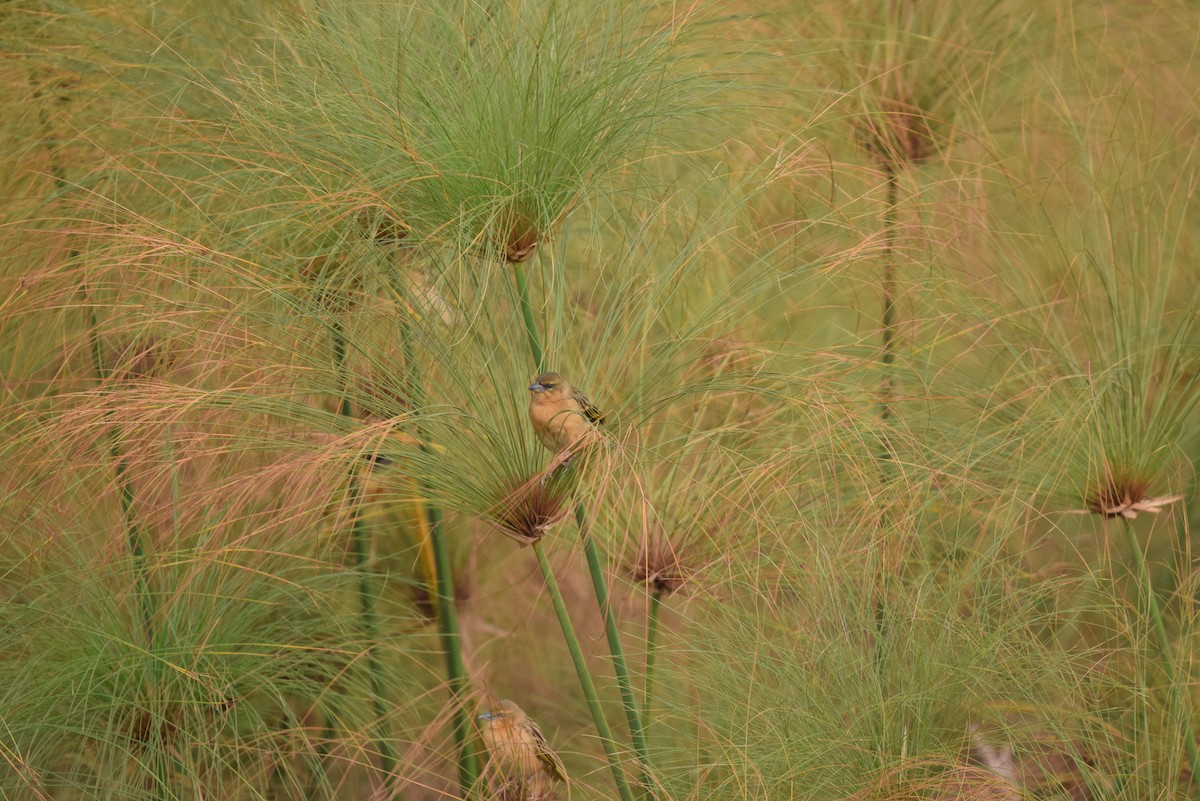 Village Weaver - ML641579683
