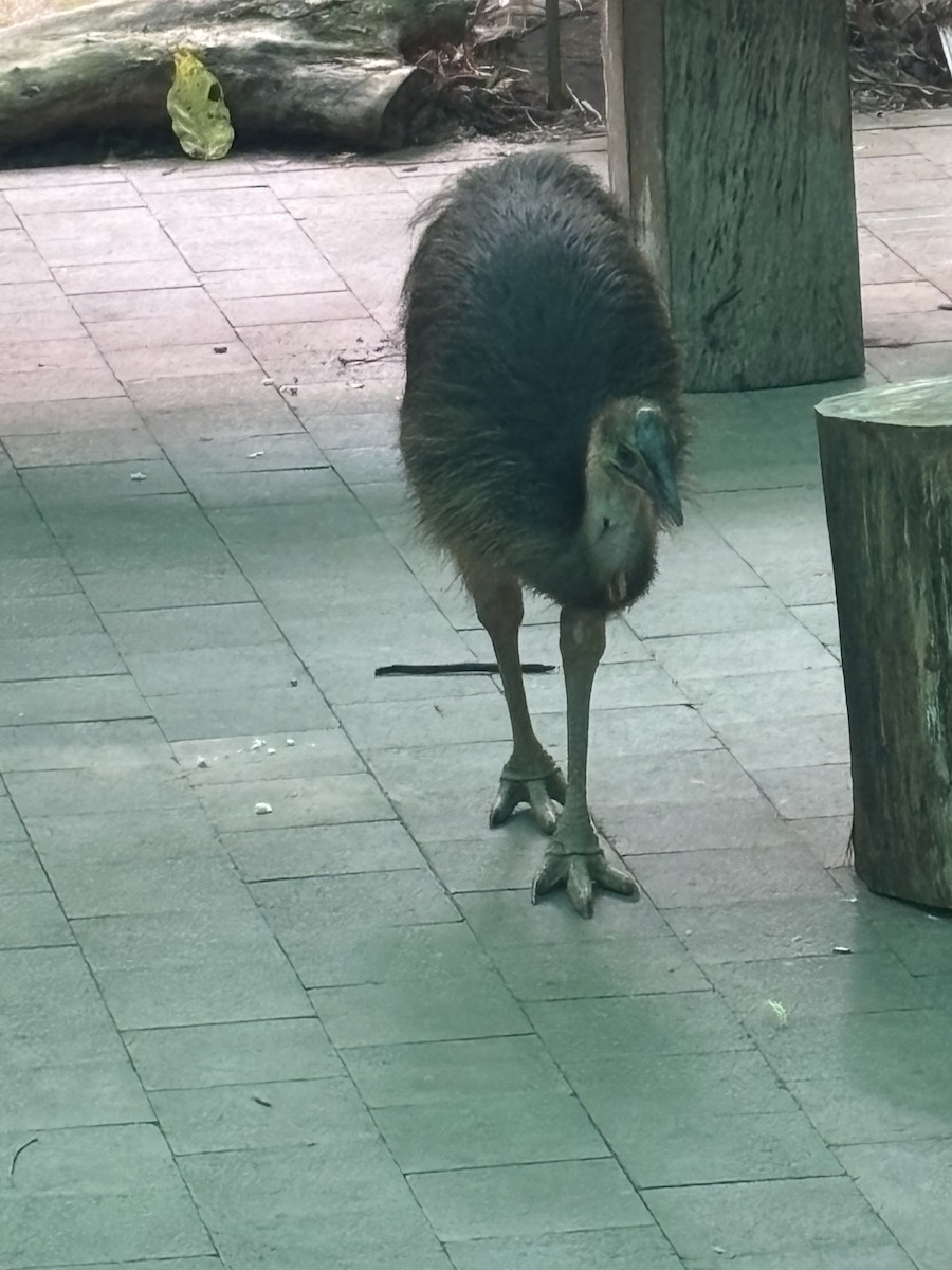 Southern Cassowary - ML641579686