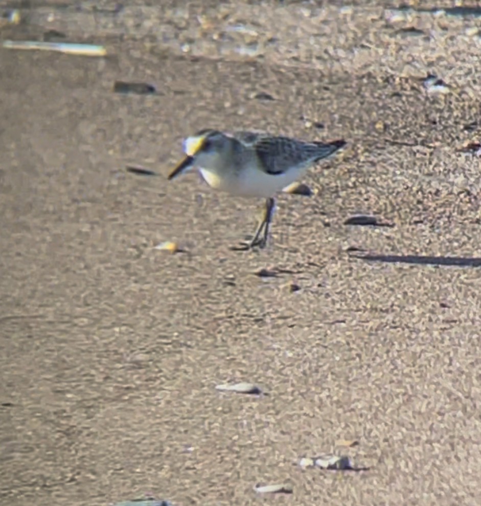 jespák písečný - ML641579688