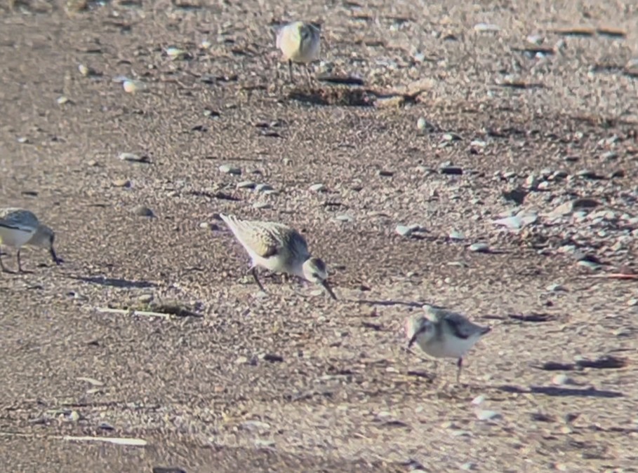 jespák písečný - ML641579689