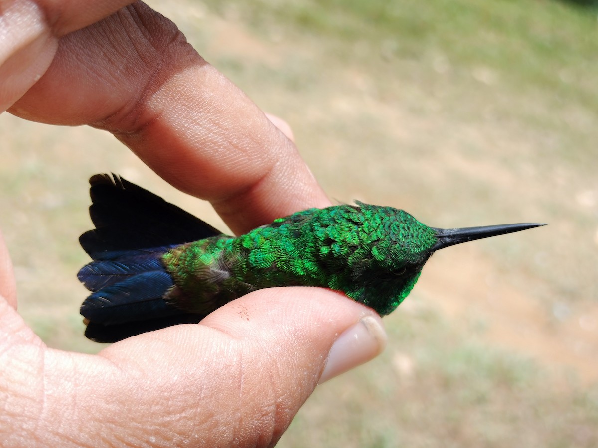 Copper-rumped Hummingbird - ML641579700