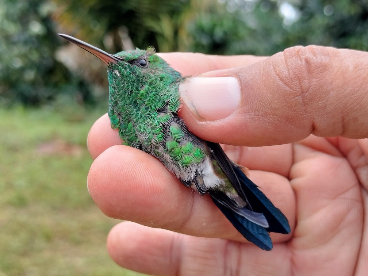 Copper-rumped Hummingbird - ML641579706
