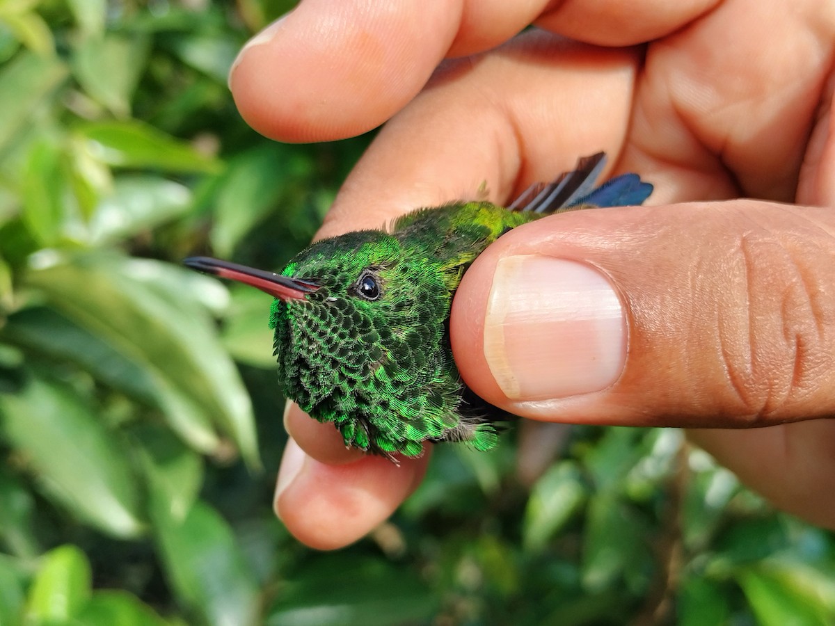 Copper-rumped Hummingbird - ML641579707
