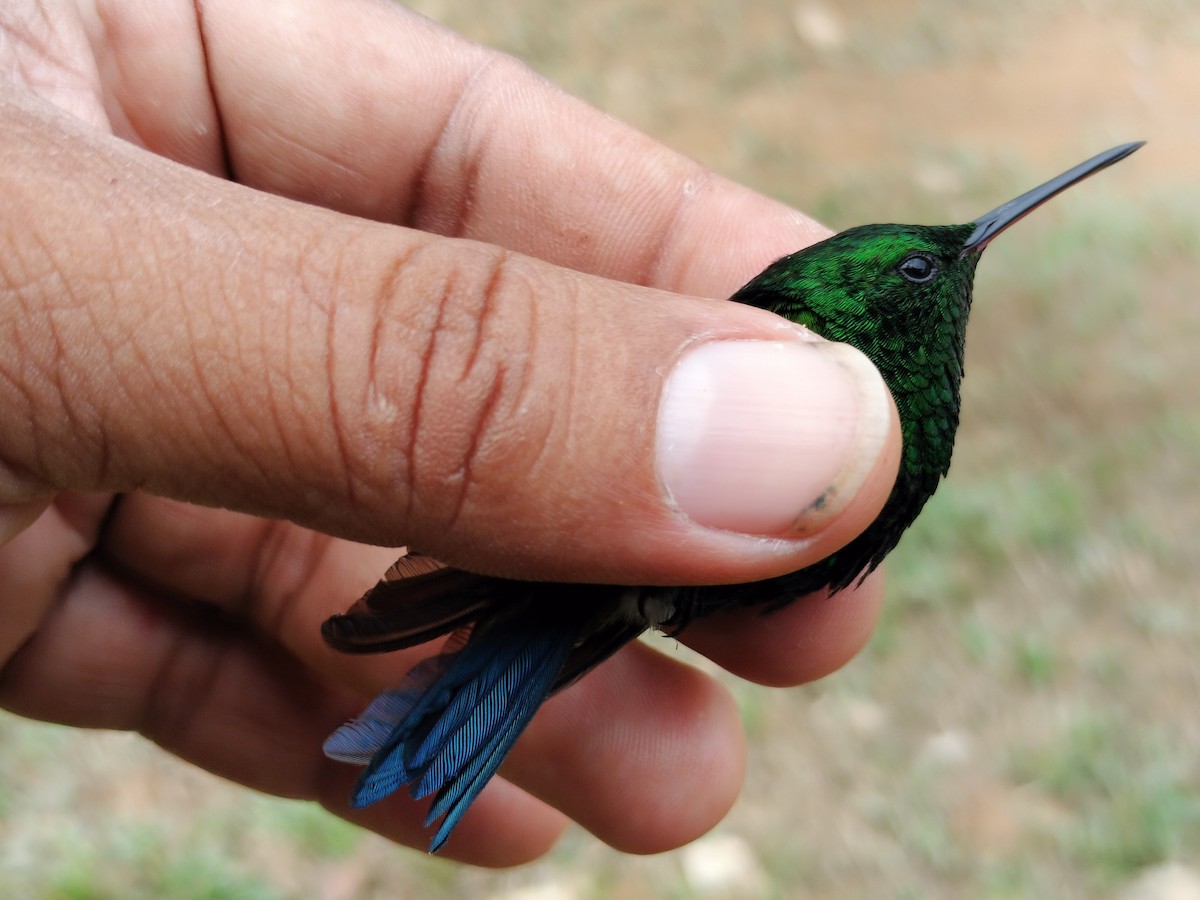 Copper-rumped Hummingbird - ML641579708