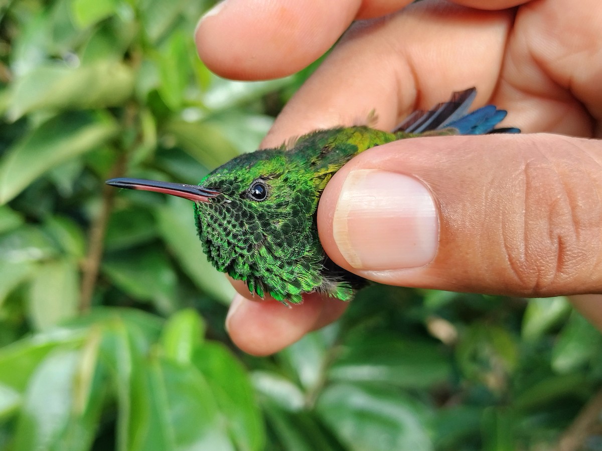Copper-rumped Hummingbird - ML641579709