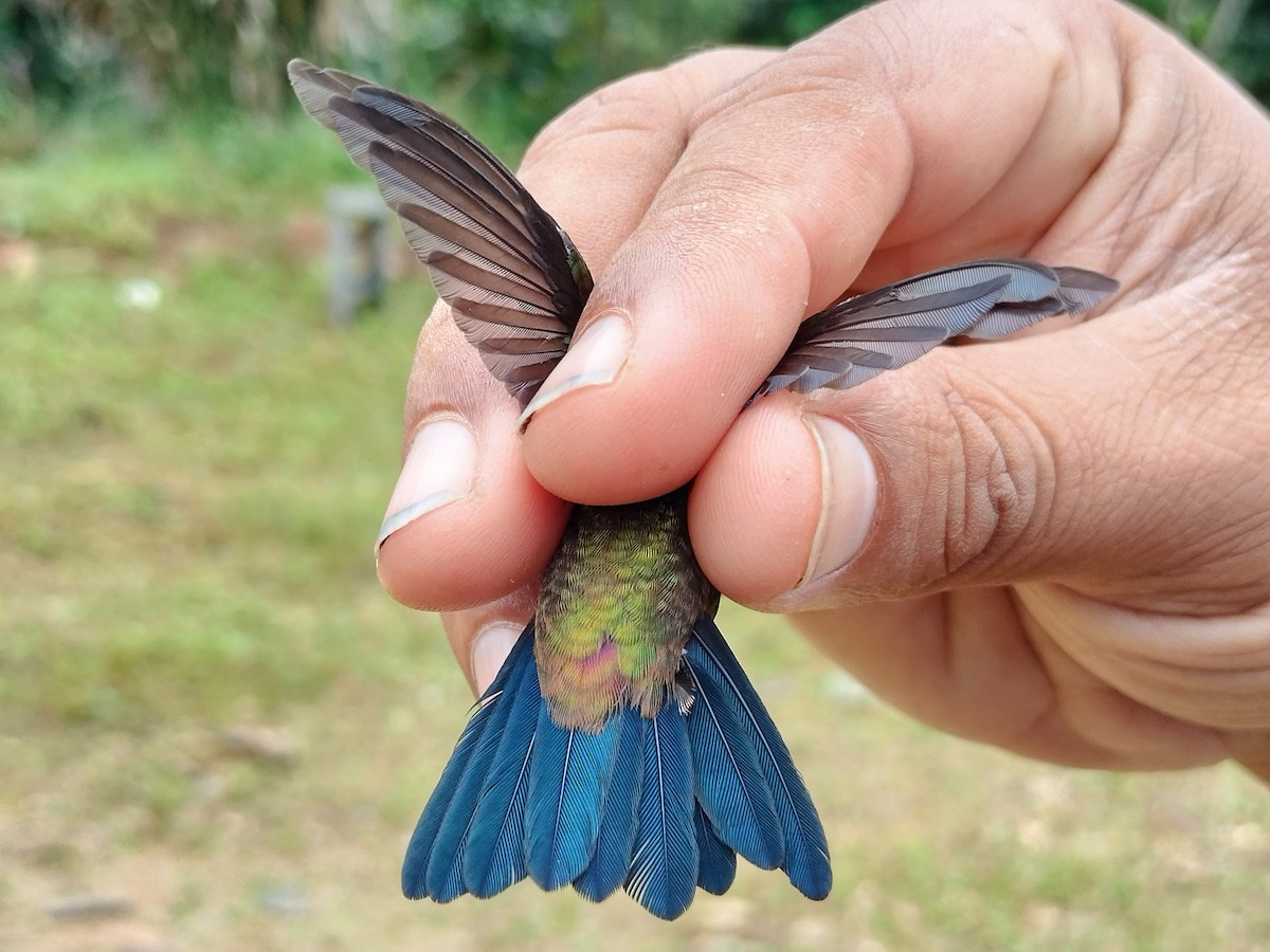 Copper-rumped Hummingbird - ML641579710