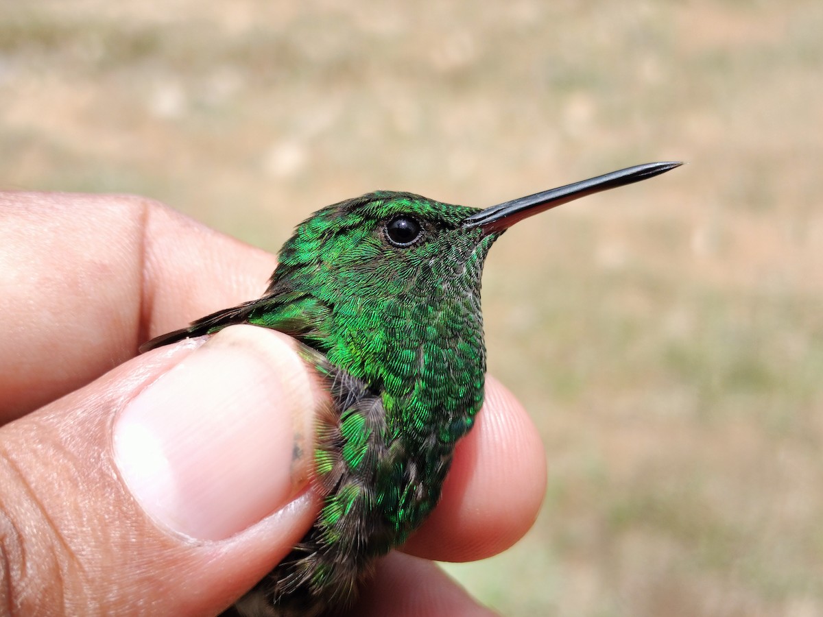 Copper-rumped Hummingbird - ML641579711