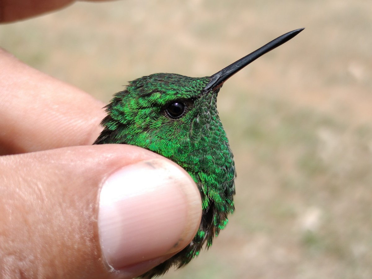 Copper-rumped Hummingbird - ML641579712