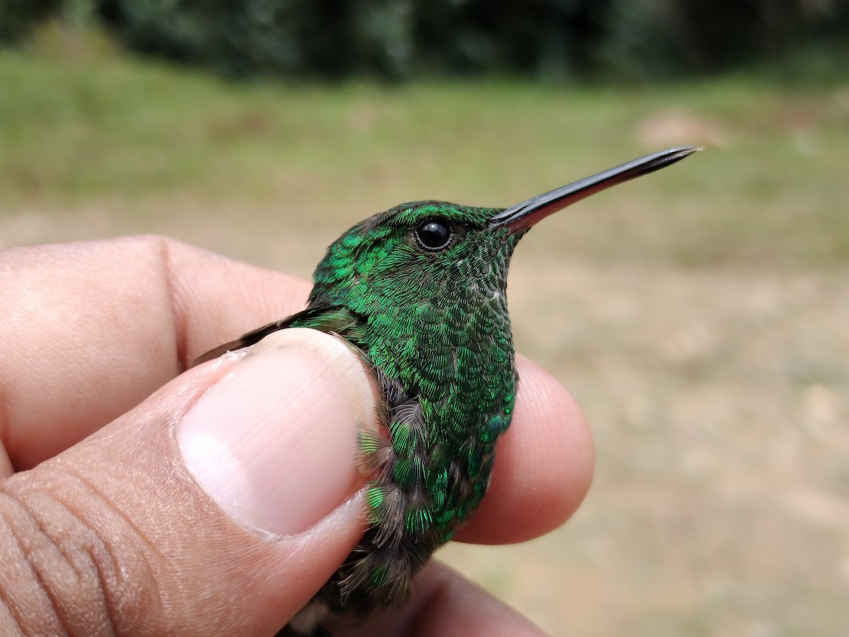 Copper-rumped Hummingbird - ML641579713