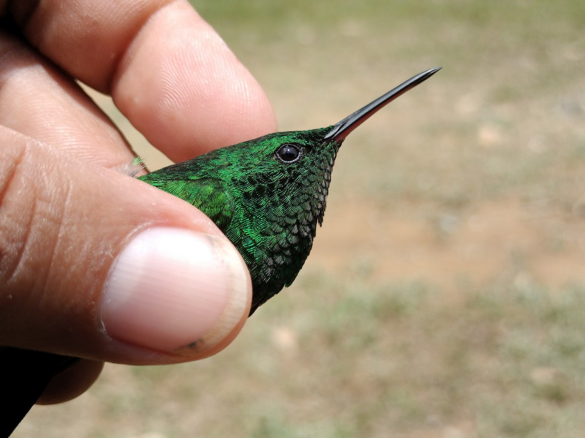 Copper-rumped Hummingbird - ML641579714