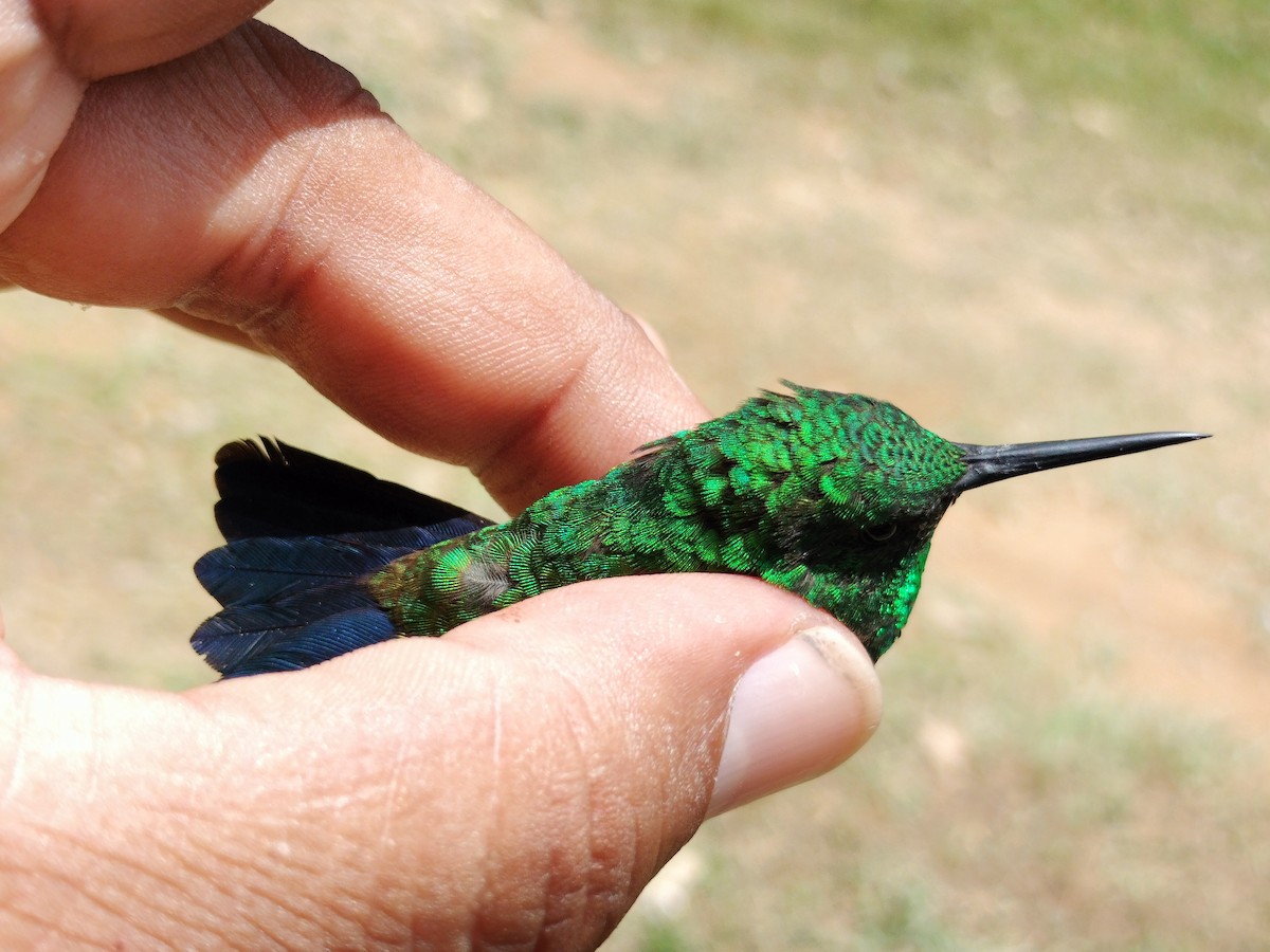 Copper-rumped Hummingbird - ML641579715