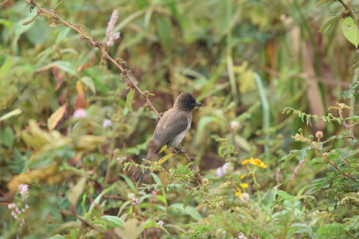 Common Bulbul - ML641579727