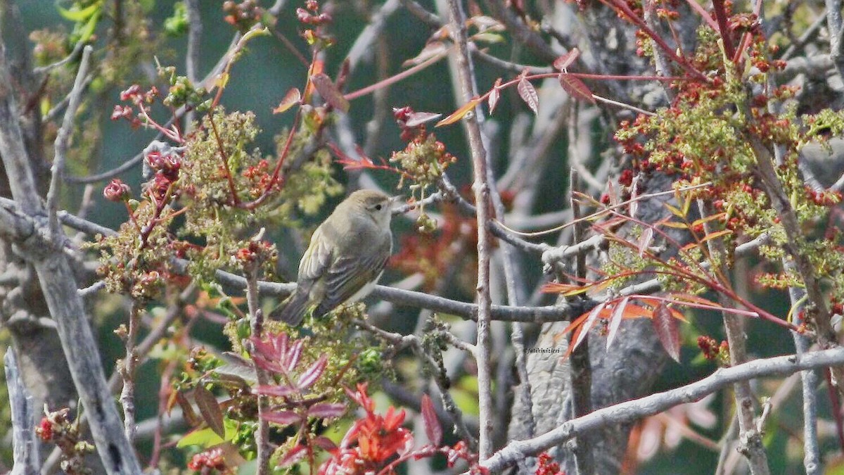 Eastern Bonelli's Warbler - ML641579730