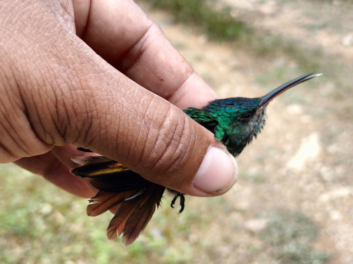 Golden-tailed Sapphire - ML641579732
