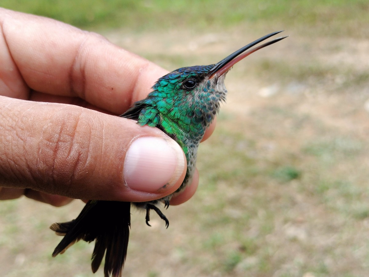 Golden-tailed Sapphire - ML641579733