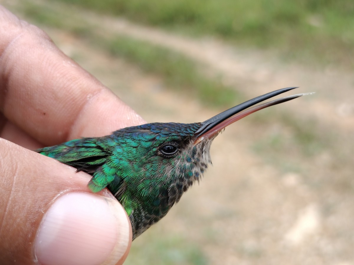 Golden-tailed Sapphire - ML641579734