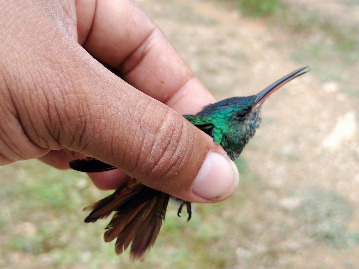 Golden-tailed Sapphire - ML641579735