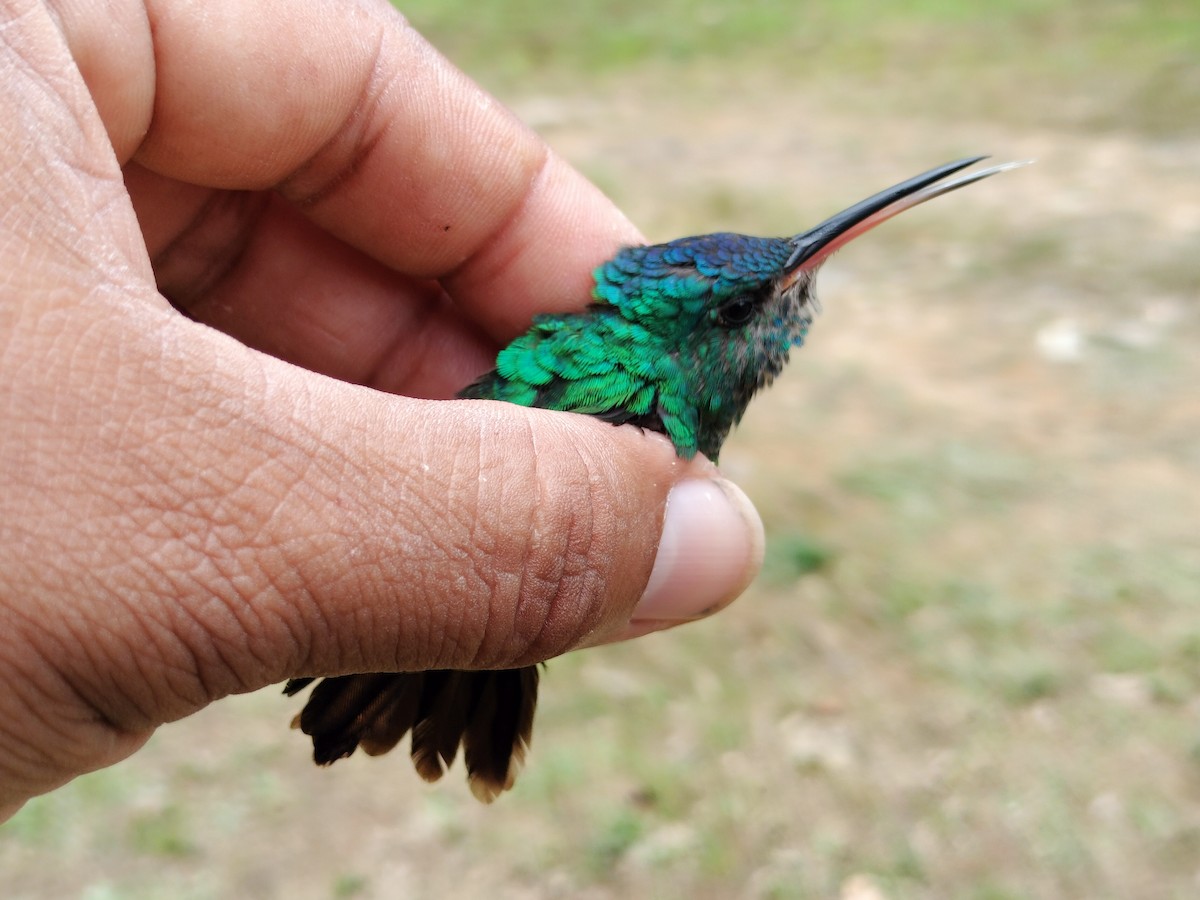 Golden-tailed Sapphire - ML641579736