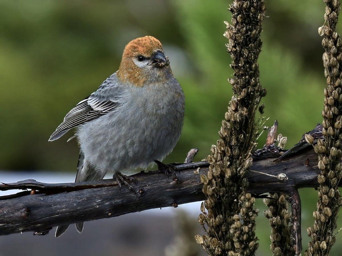 Pine Grosbeak - ML641579776