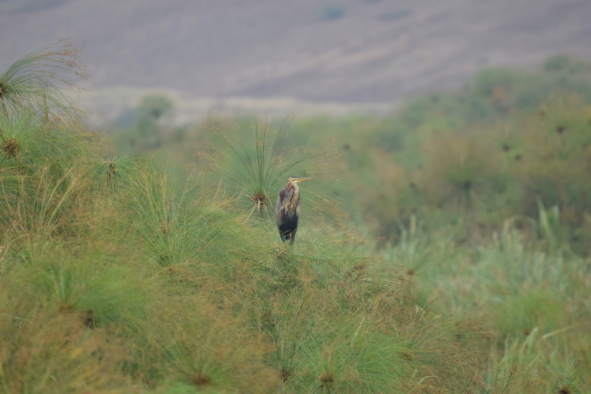 Purple Heron - ML641579795
