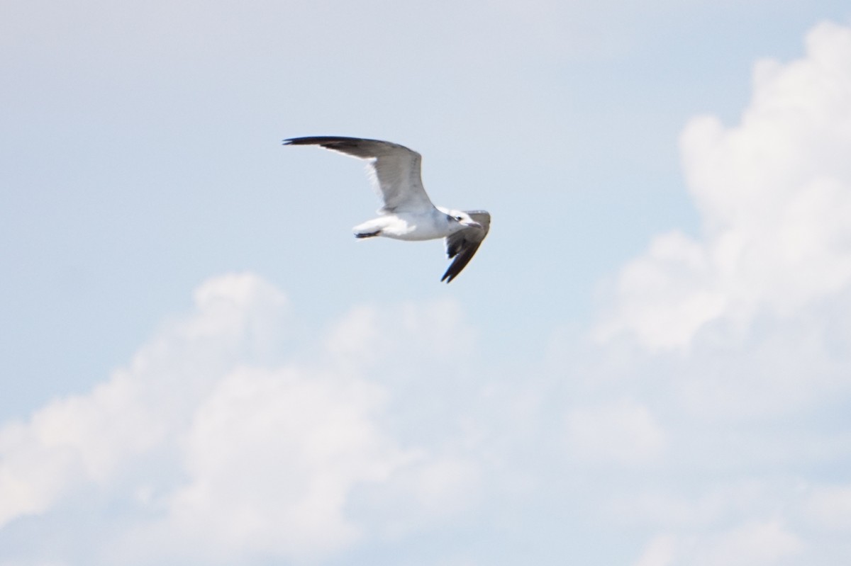 Laughing Gull - ML641579796