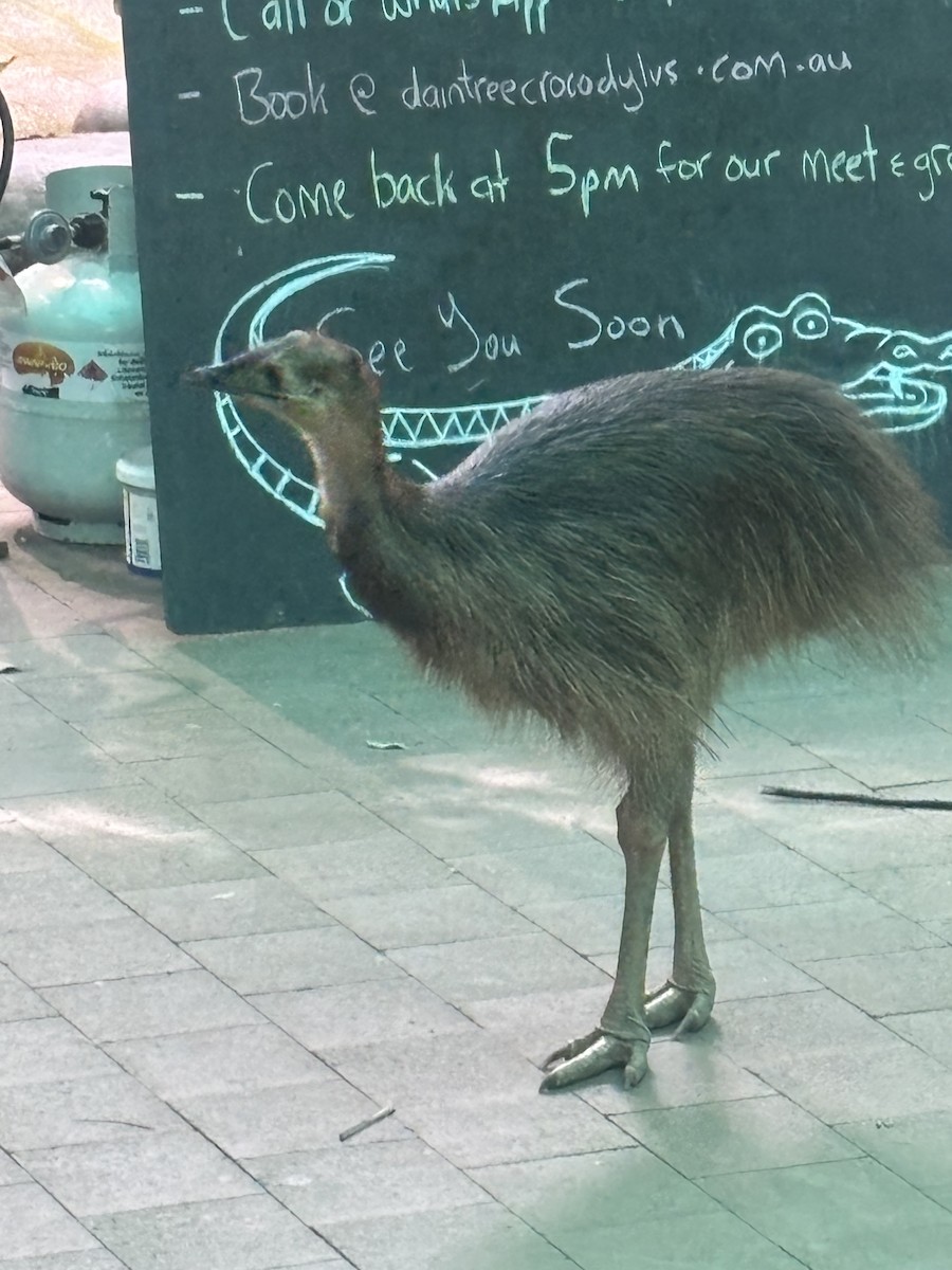 Southern Cassowary - ML641579801