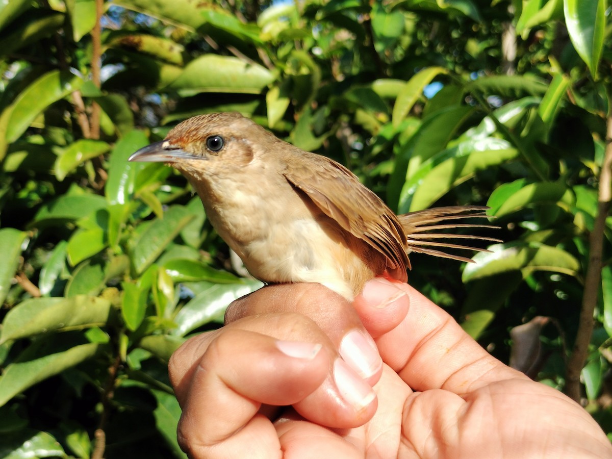 Plain Thornbird - ML641579814